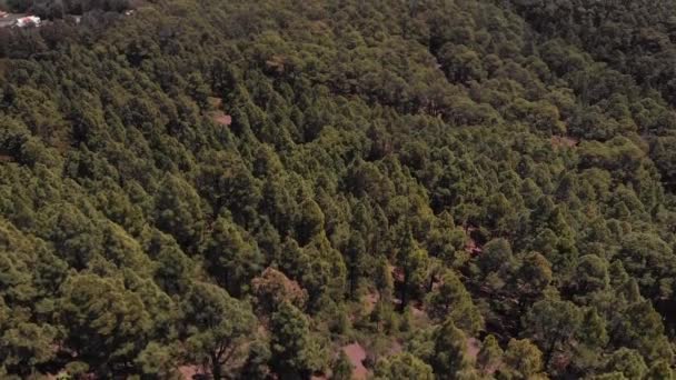 Pinhal, vista aérea, Tenerife — Vídeo de Stock