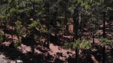 Drone köklerinden çam, dağlarda ormanın üst yükselir
