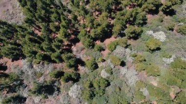 Ölü volkanik arazi, Teide Milli Parkı, Tenerife büyüyen iğne yapraklı, dökmeyen ağaçlar. Hava