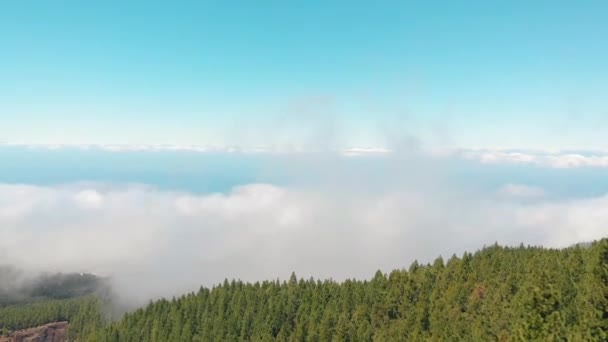 El dron vuela sobre las copas del bosque de pinos, la cámara baja sobre los árboles — Vídeos de Stock