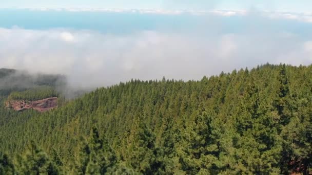Adembenemend uitzicht op de lucht-een zeer dichte bos van dennenbomen, een weg in de wolken en een observatie dek op het eiland Tenerife — Stockvideo