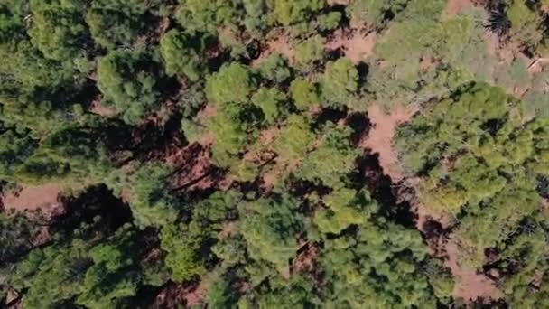 Vista aérea - bosque verde denso de pinos, el viento agita las copas de los árboles — Vídeos de Stock