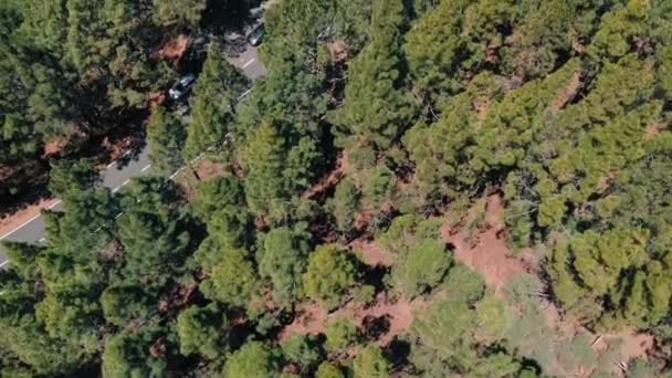 Overlooking the valley in thick clouds and pine forest. The camera moves upwards. Aerial view of Tenerife, Canary Islands, Spain — Stock Video