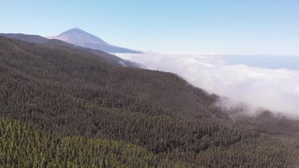 Het beste uitzicht op de Teide vulkaan van de drone-een vallei bedekt met wolken, een dichte groenblijvende bos en een vulkaan, de camera beweegt terug — Stockvideo