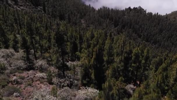 Vue aérienne - d'épais nuages recouvrent la vallée, la forêt de pins et le volcan. Tenerife, Espagne — Video