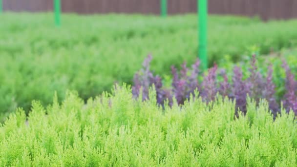 O sistema hidropônico funciona em mudas de coníferas. Rega de plantas em uma fazenda — Vídeo de Stock