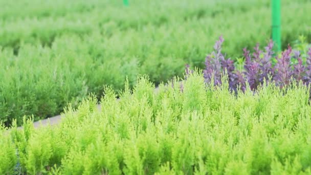 Groeiende planten om milieuproblemen op te lossen. Vernieuwing van middelen na ontbossing — Stockvideo