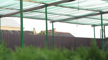 Çiftlik sprey sanayi sistemi. Fidelerin sulanması