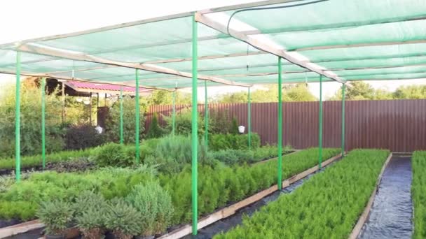 Plantáž pro pěstování jehličnatých sazenic používaných k obnově ekologie — Stock video