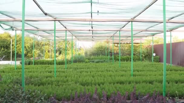 Vivero de plantas al aire libre, muchas plantas ornamentales pequeñas en macetas, bajo el sistema hidropónico — Vídeo de stock