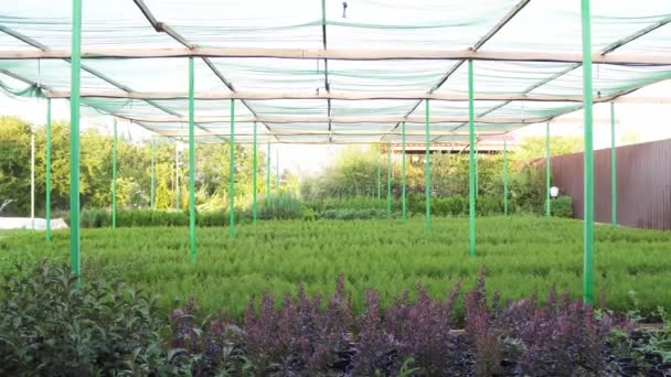 Ornamental conifer seedlings grown on a plant farm — Stock Video