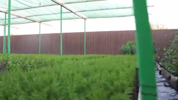 Plantation of coniferous decorative thuja after watering under an artificial shadow from an awning — Stock Video