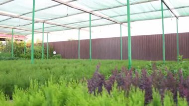 Arborvitae ve diğer süs bitkileri birçok tür toptan yetiştirilen. Çiftlik İşletme