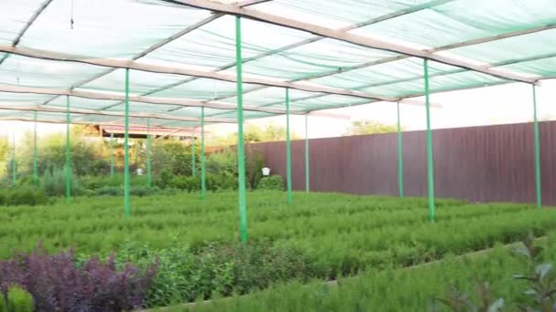 Növekvő termesztett palánták egy kis gazdaságban, egy mesterséges zöld sátor — Stock videók