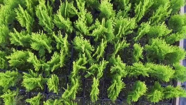 Beaucoup de belles petites thuja dans des pots et d'autres plantes ornementales cultivées pour la vente — Video