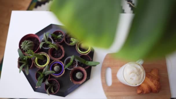 Muchas plantas y cactus en macetas pequeñas sobre la mesa. Croissant y café para el desayuno de vacaciones — Vídeos de Stock