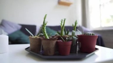 Kanepenin arka planına karşı beyaz bir masa üzerinde küçük ev bitkileri. Evde büyüyen kaktüs