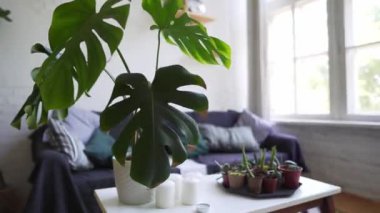 Güzel bir yumuşak kanepe ve ev bitkileri ile bir sehpa ile dairede dinlenme alanı