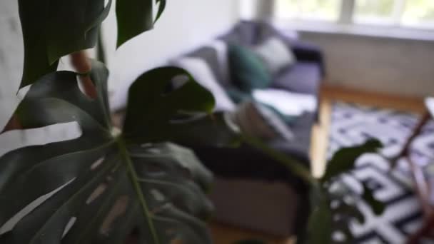 Une grande fleur maison à côté d'un beau canapé confortable avec des oreillers et un plaid. Hygge konpet . — Video