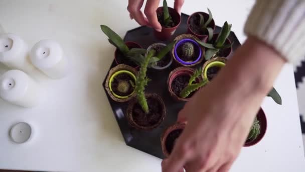 Las plantas de casa en macetas pequeñas - una mujer cambia las flores en una bandeja pequeña — Vídeo de stock