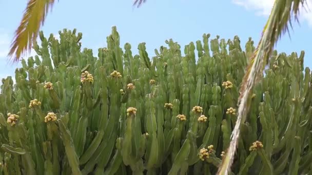 Big beautiful cactus plant in the wild, Tenerife island, Spain — Stock Video