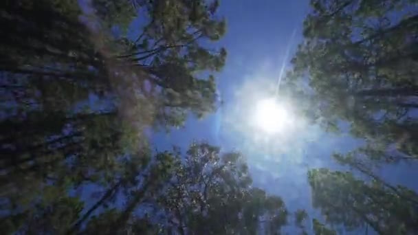 Vista inferior de árvores em uma floresta de eucalipto e coníferas em um fundo de céu azul e luz solar, em movimento. Parque Nacional Teide, Tenerife — Vídeo de Stock
