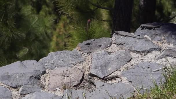 Varios pequeños lagartos en la naturaleza disfrutan del sol en las rocas y comen hierba. Pequeños reptiles salvajes — Vídeos de Stock