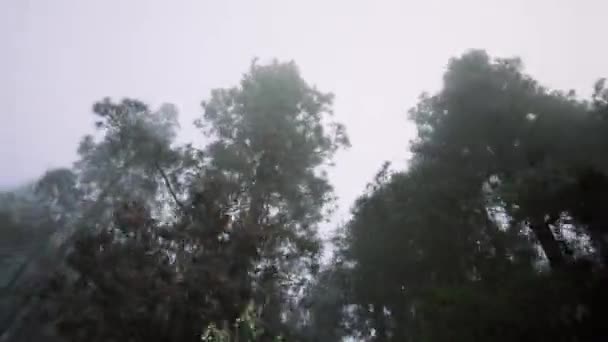 Höst skogen i en våt dimma, i rörelse. Ett lågt moln flyger genom skogen. Skog, klimatförändring och dimmig vild natur — Stockvideo