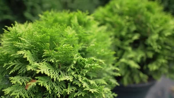 Boule thuja résineux à feuilles persistantes. Boutique de plantes. Ferme de Thuja 