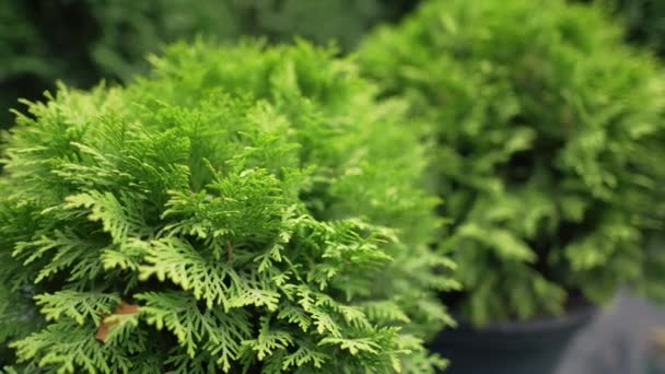 A labda örökzöld tűlevelű thuja. Növénybolt. Thuja farm — Stock videók