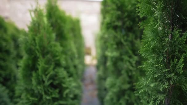 Crescer evergreens para limpar o ar e melhorar o meio ambiente. Arborvitae ocidental conífero verde em um quarto de crianças de fábrica, close-up — Vídeo de Stock