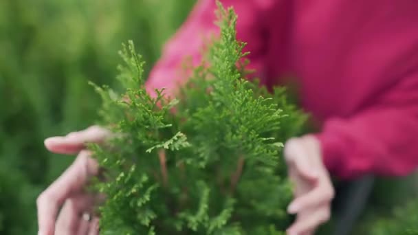 Amour de la nature et des plantes. Une jeune femme entrepreneure tient la main sur une arboriculture à feuilles persistantes. Gros plan, plan statique — Video