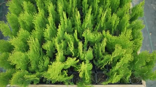 Malé krásné arborvitae v květináčích v rostlinné školce. Západní jehličnatá thuja v květinářství. Rostliny produkují vzduch a zlepšují životní prostředí — Stock video