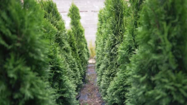 Pequeñas empresas que venden plantas. Una alternativa al árbol de Navidad, una planta siempreverde que puedes plantar en el suelo — Vídeo de stock