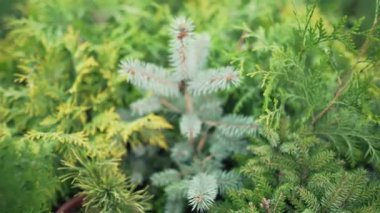 Thuja, ladin ve diğer süslü ağaçlar ve açık bir bitki dükkanındaki çalılar. Tatillerde alternatif Noel süslemeleri