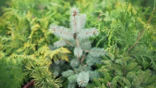 Thuja, ερυθρελάτη και άλλα διακοσμητικά δέντρα και θάμνοι σε ένα κατάστημα φυτών σε εξωτερικούς χώρους. Εναλλακτική Χριστουγεννιάτικη διακόσμηση στις διακοπές — Αρχείο Βίντεο