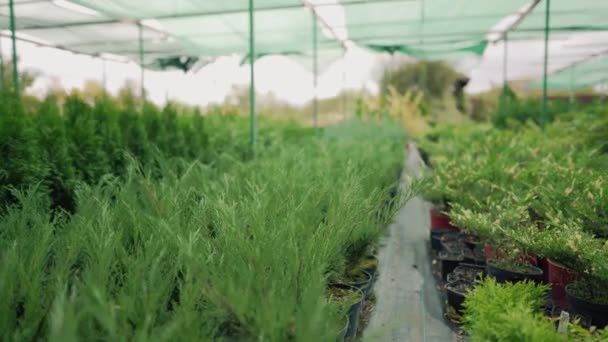 Molti ginepri in pentole in una camera dei bambini d'impianto. Vendita di arbusti ornamentali per giardinaggio. Piccole imprese stagionali — Video Stock