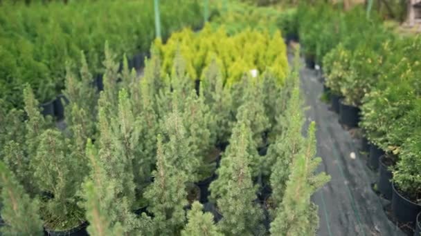 Muchas plántulas de abetos en macetas. Picea joven. Concepto ecológico, granja de viveros — Vídeos de Stock