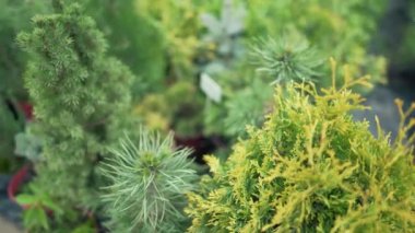 Dükkan kozalaklı süs bitkileri. Fidye satışı. Bahçe baharda ya da sonbaharda