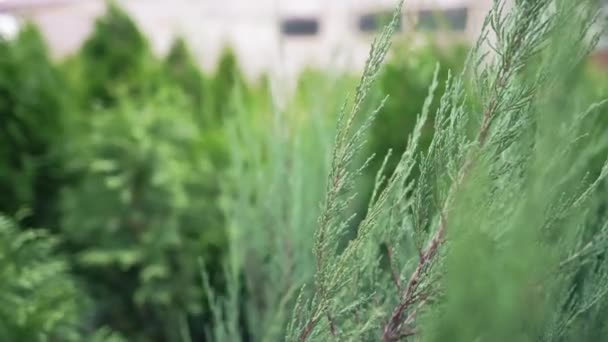 Las plantas almacenan al aire libre. Limpieza ambiental mediante el cultivo de coníferas de hoja perenne. Arbustos y árboles ornamentales — Vídeo de stock