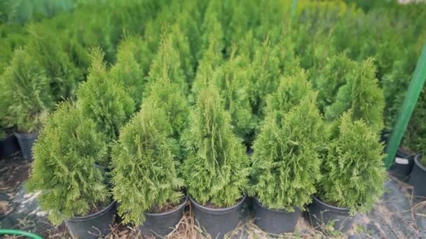 Set of beautiful coniferous evergreen thuja outdoors. Agriculture, growing plants to maintain the ecology and renewal of natural resources. Caring for the environment, love of nature — Stock Video