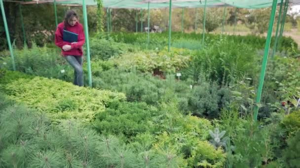 Vérification des conifères à feuilles persistantes dans la serre à l'extérieur. Femme d'affaires avec tampon de note inspecte les petits semis. Propriétaire d'une petite entreprise locale au travail — Video