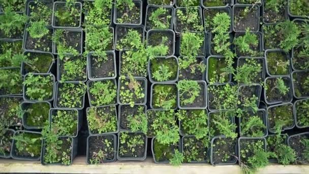 Un sacco di piccole piante in vaso. Fotosintesi di piantine di conifere. Arbusti ornamentali — Video Stock