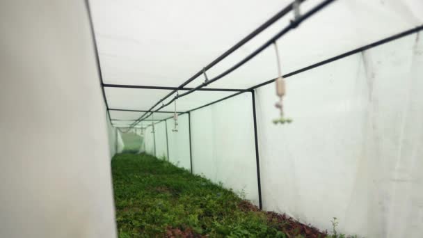 Sprinklers hänger i ett vått växthus över barrplantor av växter. Automatiskt bevattningssystem inom jordbruket. Vattning maskin över evergreen thuja i kassetter — Stockvideo