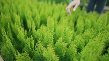 Yerel iş - fabrika satışı. Kadın işyeri sahibi küçük bir yeşil arborvitae tohumu çıkarıyor. Çevreye önem vermek
