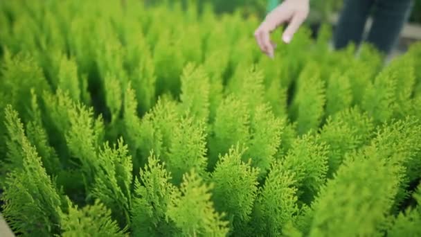 Negocio local - venta de plantas. La propietaria de un negocio saca una pequeña plántula de arborvitae verde. El cuidado del medio ambiente — Vídeo de stock