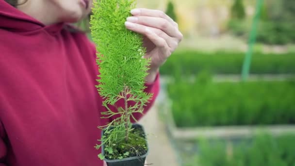 Närbild - vårda en vacker växt. Barrträd vintergröna thuja i en kassett i händerna på en ung företagare. Miljövänlig sysselsättning, arbete i miljöföretag — Stockvideo