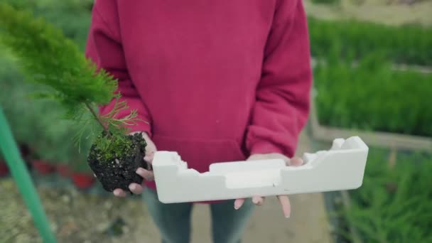 Environmental pollution or environmental concern. The choice is plant or plastic. The girl holds a seedling and polystyrene in her hands. Static shot outdoors — Stock Video