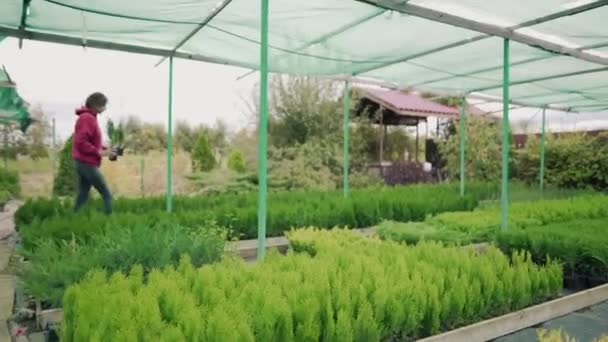 Tienda de plantas. La florista lleva plántulas de thuja en sus manos. Venta de arbustos ornamentales para decoración de jardines — Vídeos de Stock