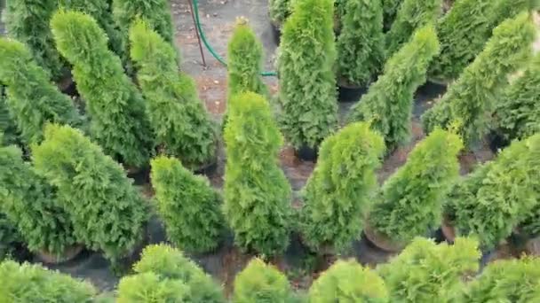 Occupation - a female florist controls large evergreen arborvitae. Aerial view. Agriculture, online trading, decorative gardening — Stock Video